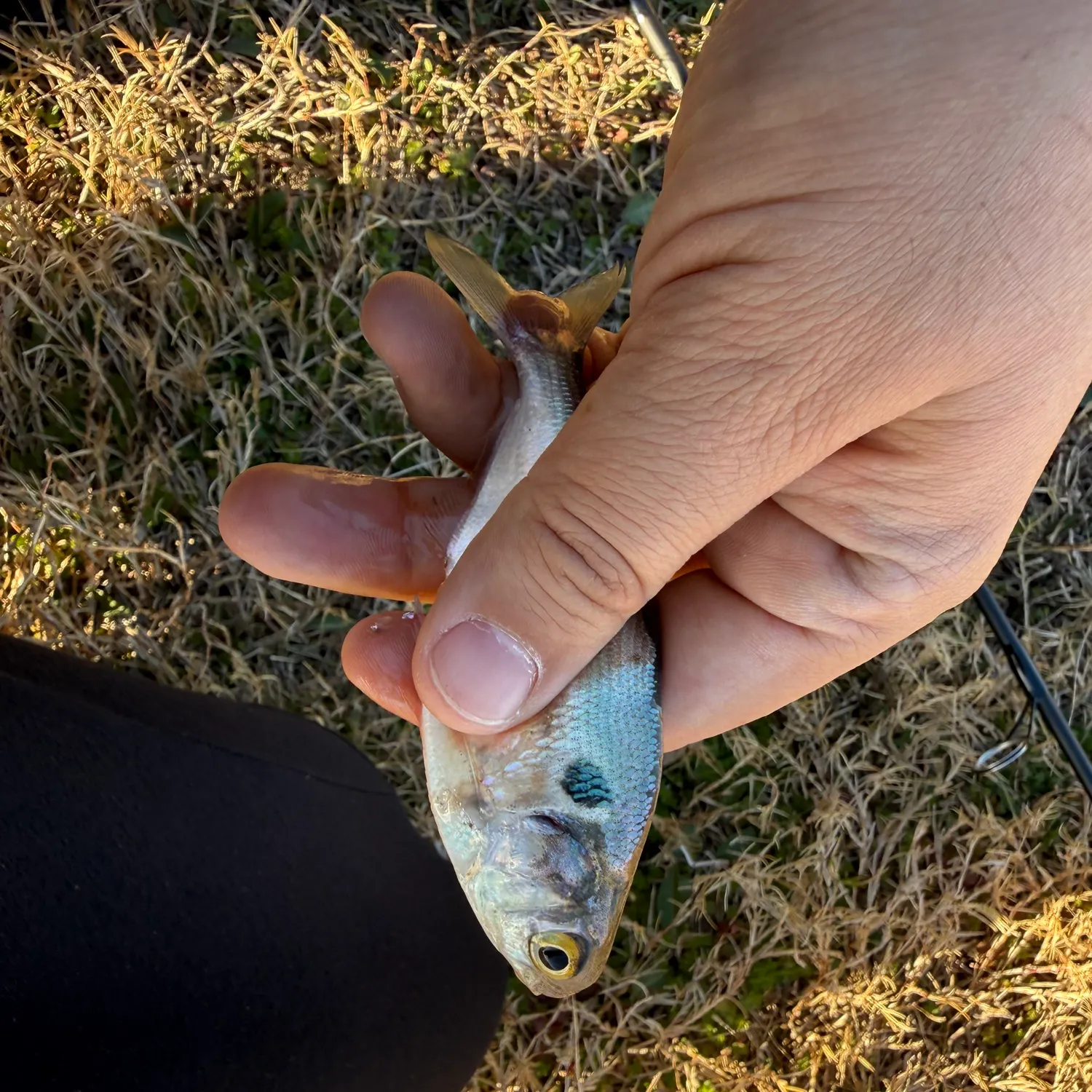 The most recent American gizzard shad catches on Fishbrain