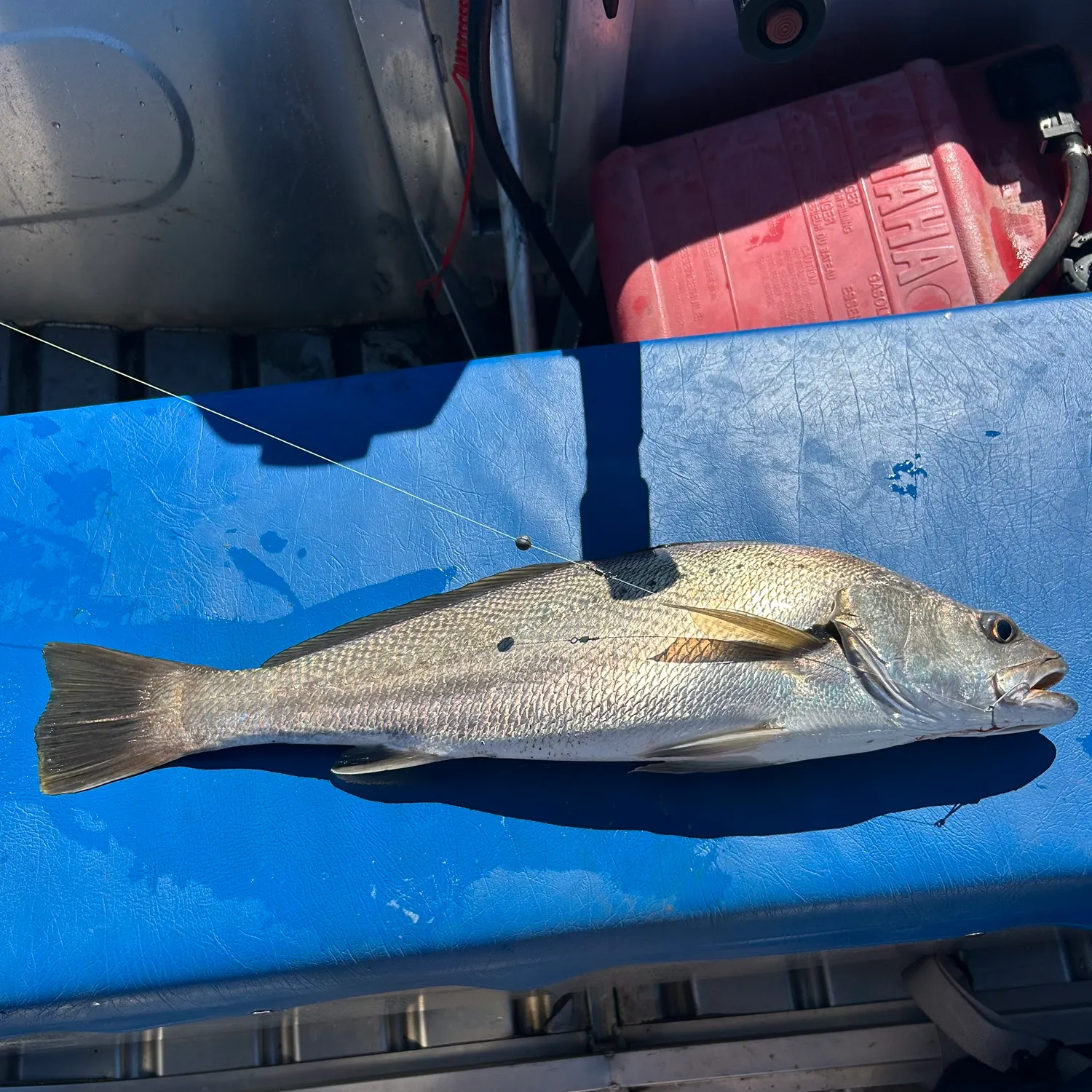 The most recent Japanese meagre catches on Fishbrain
