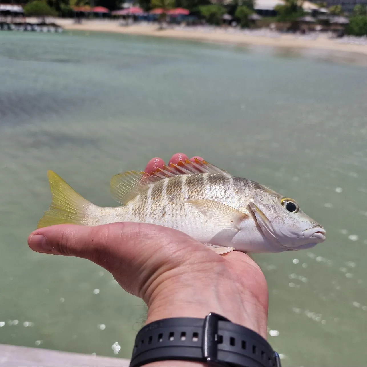 The most recent Barred grunt catches on Fishbrain