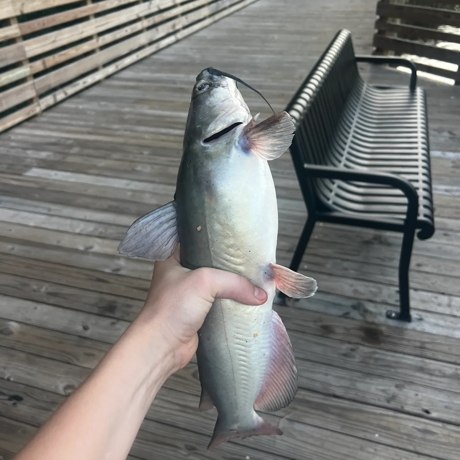 Channel catfish caught on Fishbrain