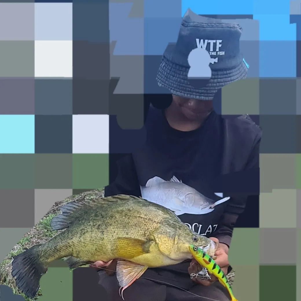 The most recent Golden perch catches on Fishbrain