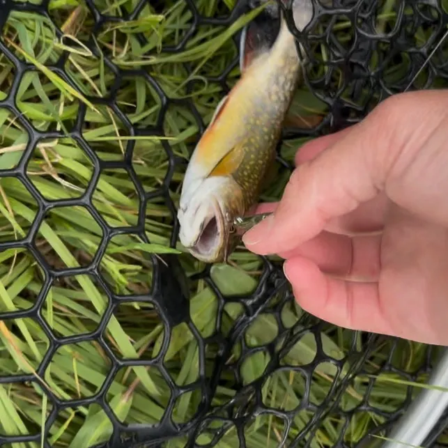 Brook trout caught on Fishbrain