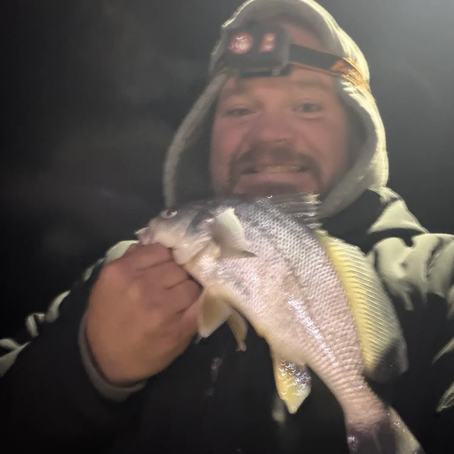 Freshwater drum caught on Fishbrain