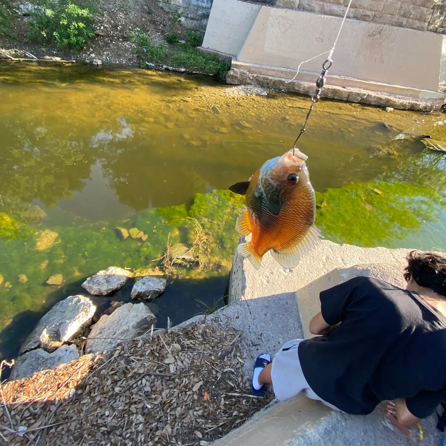 The most recent Plains longear sunfish catches on Fishbrain