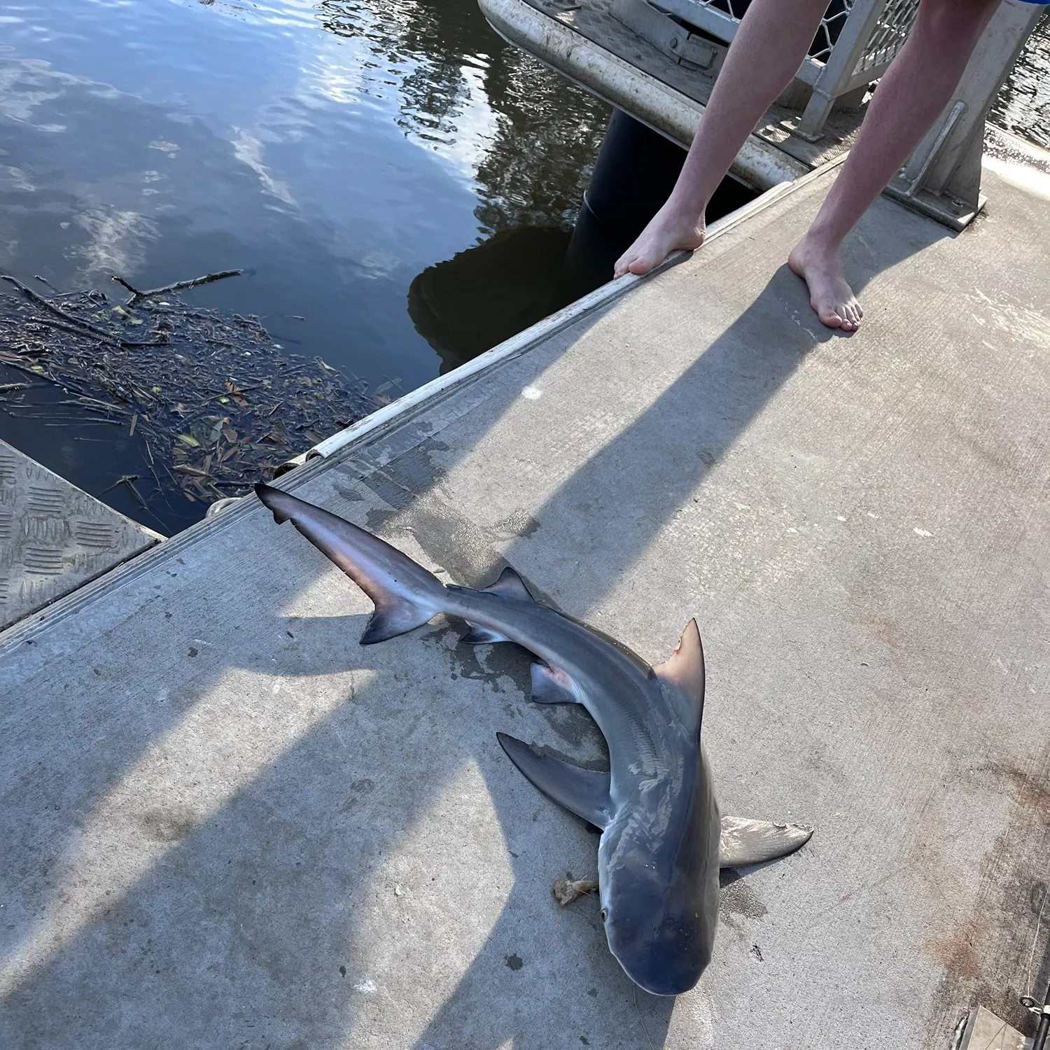 Bull shark caught on Fishbrain