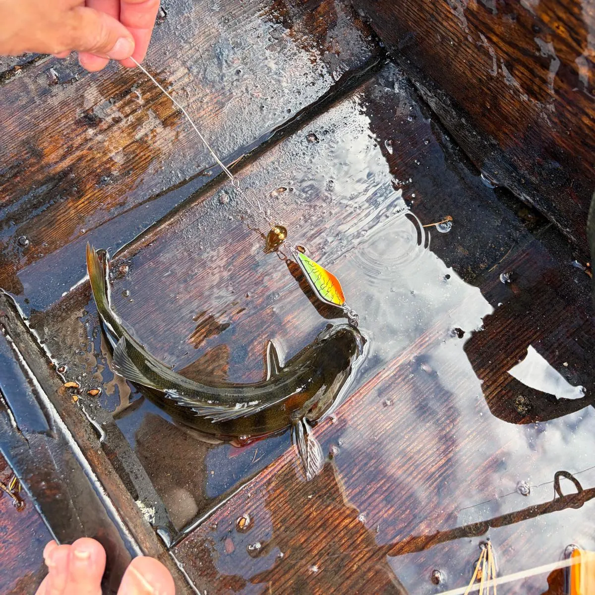 European perch caught on Fishbrain