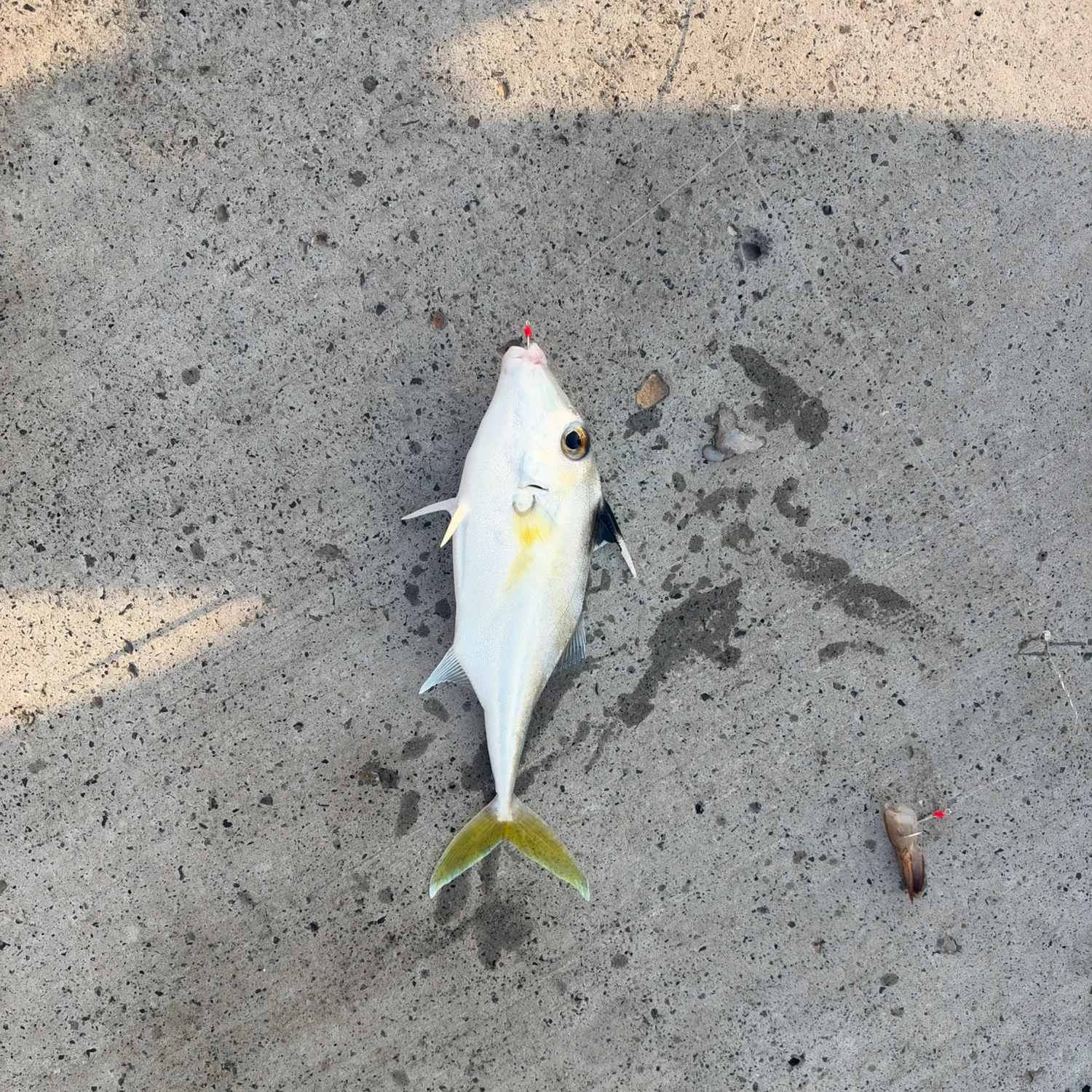 The most recent Black-flag tripodfish catches on Fishbrain