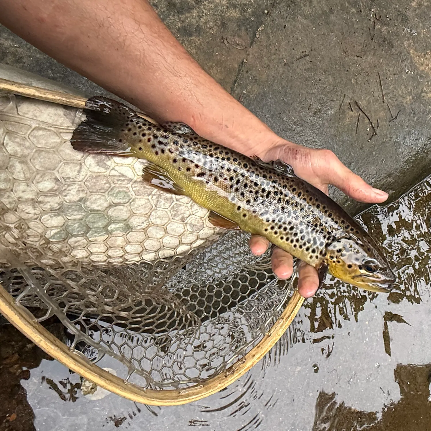 Brown trout caught on Fishbrain