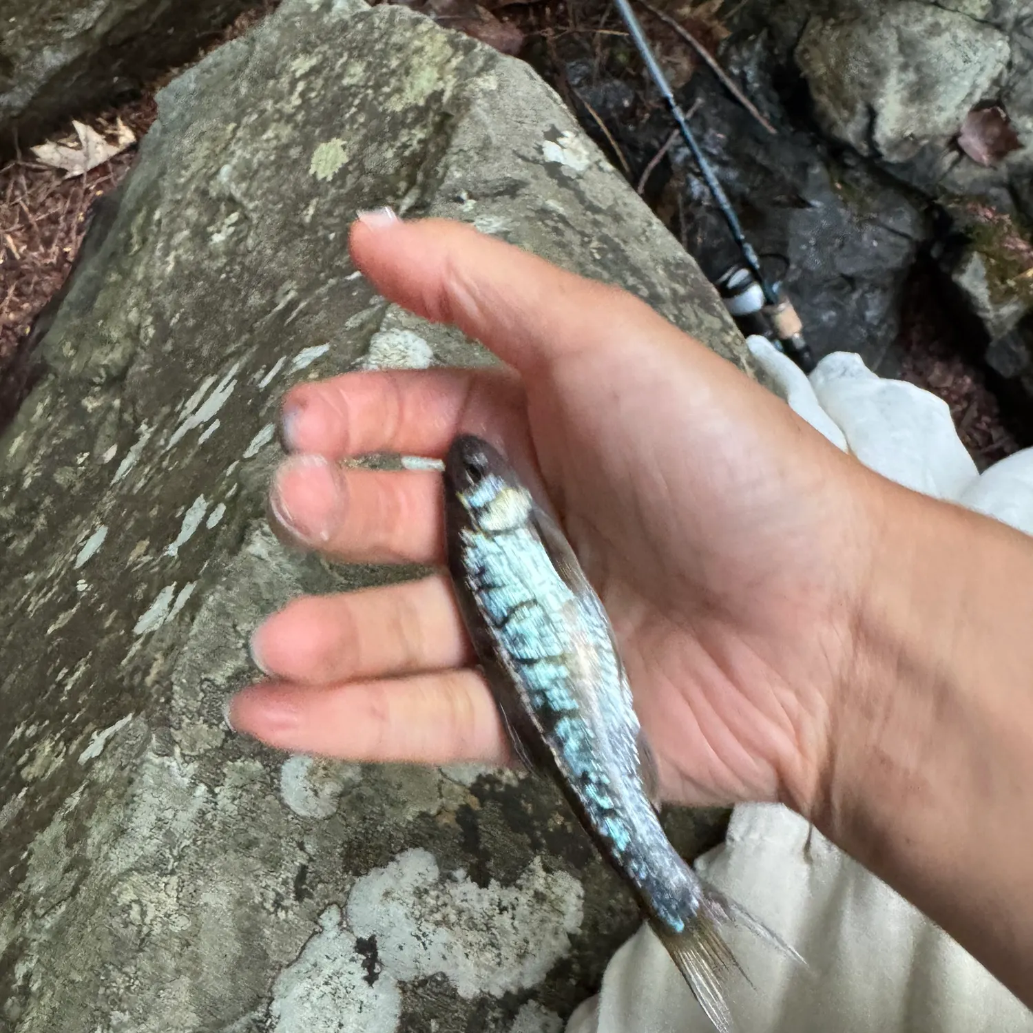 Common shiner caught on Fishbrain