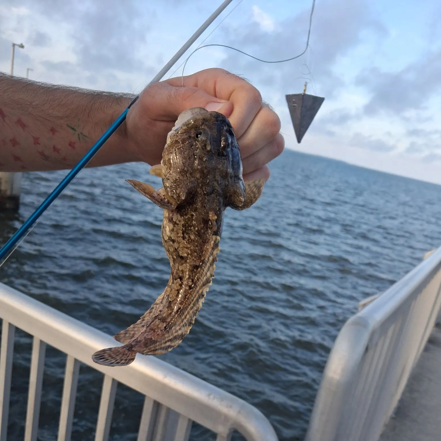 The most recent Oyster toadfish catches on Fishbrain