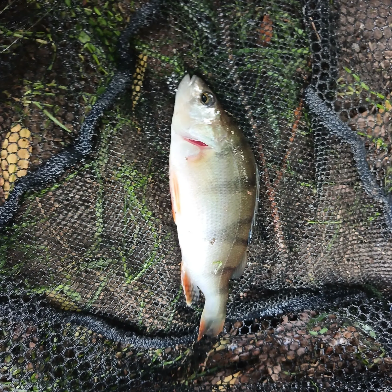European perch caught on Fishbrain