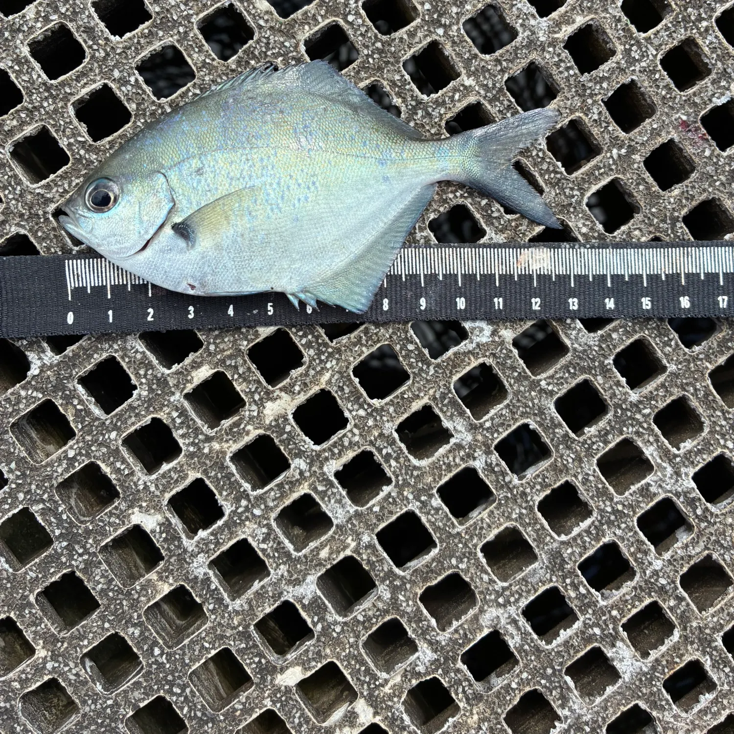 The most recent Silver sweep catches on Fishbrain