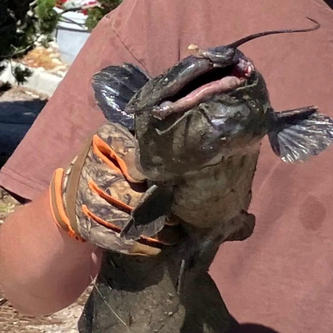 Channel catfish caught on Fishbrain