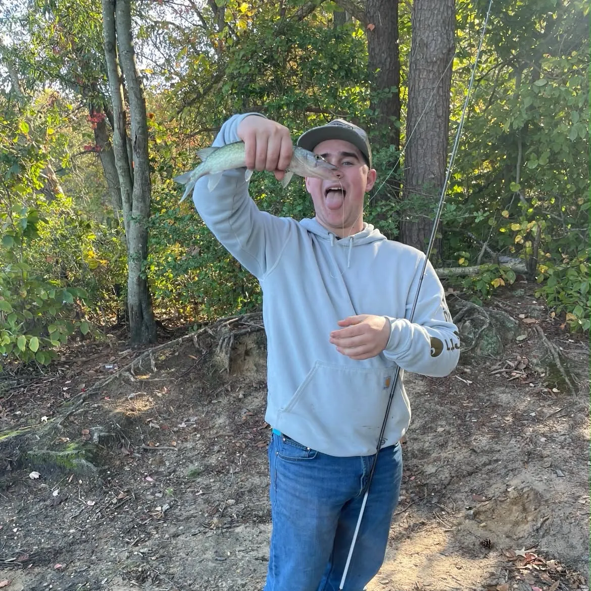 Chain pickerel caught on Fishbrain