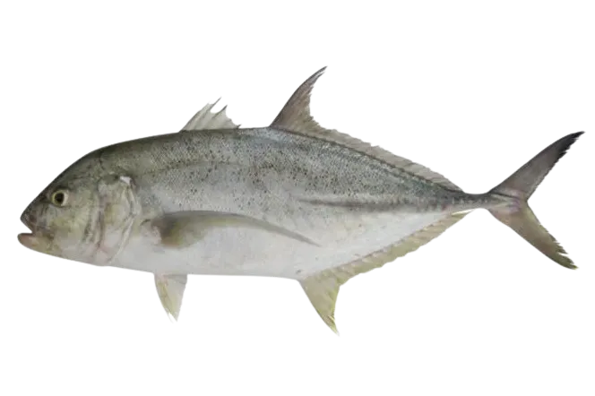 Brassy trevally