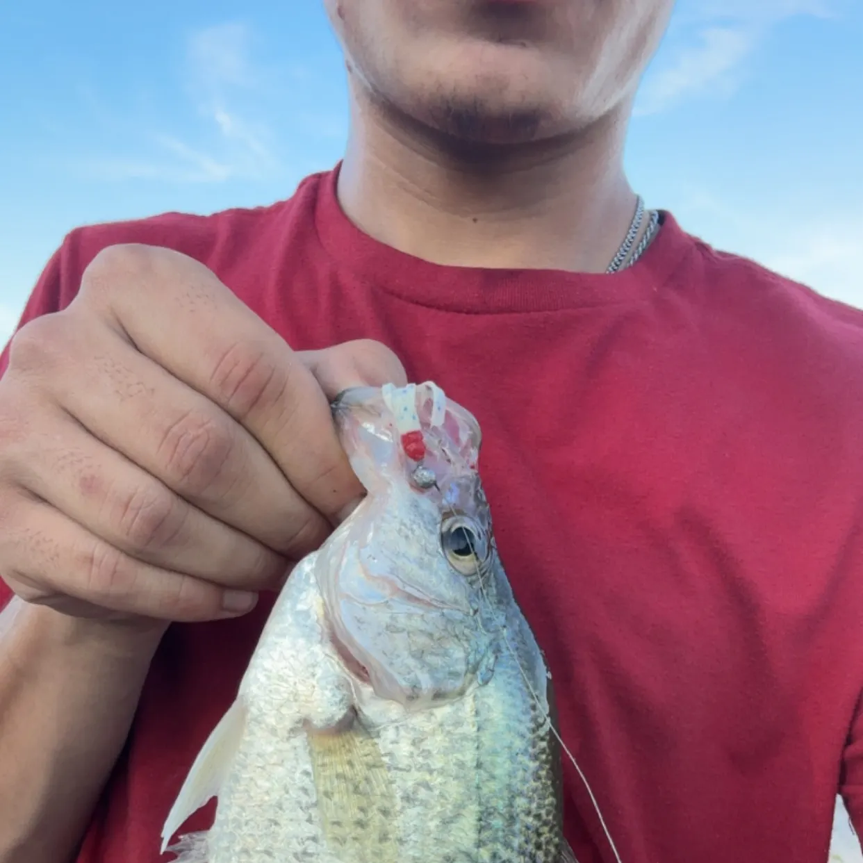 Black crappie caught on Fishbrain