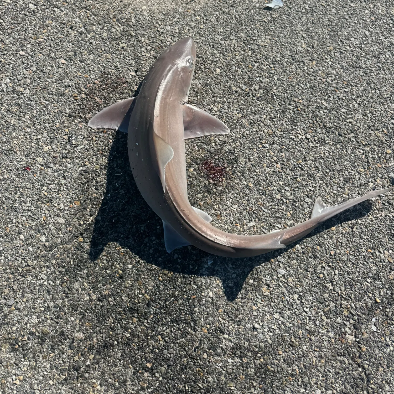 The most recent Sand tiger shark catches on Fishbrain