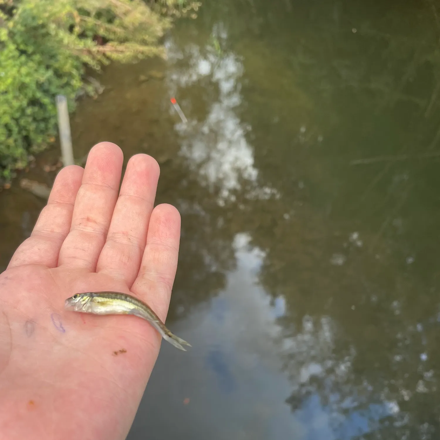 Fish caught on Fishbrain