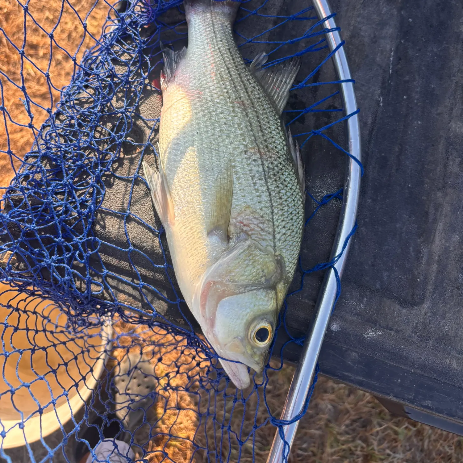 White bass caught on Fishbrain