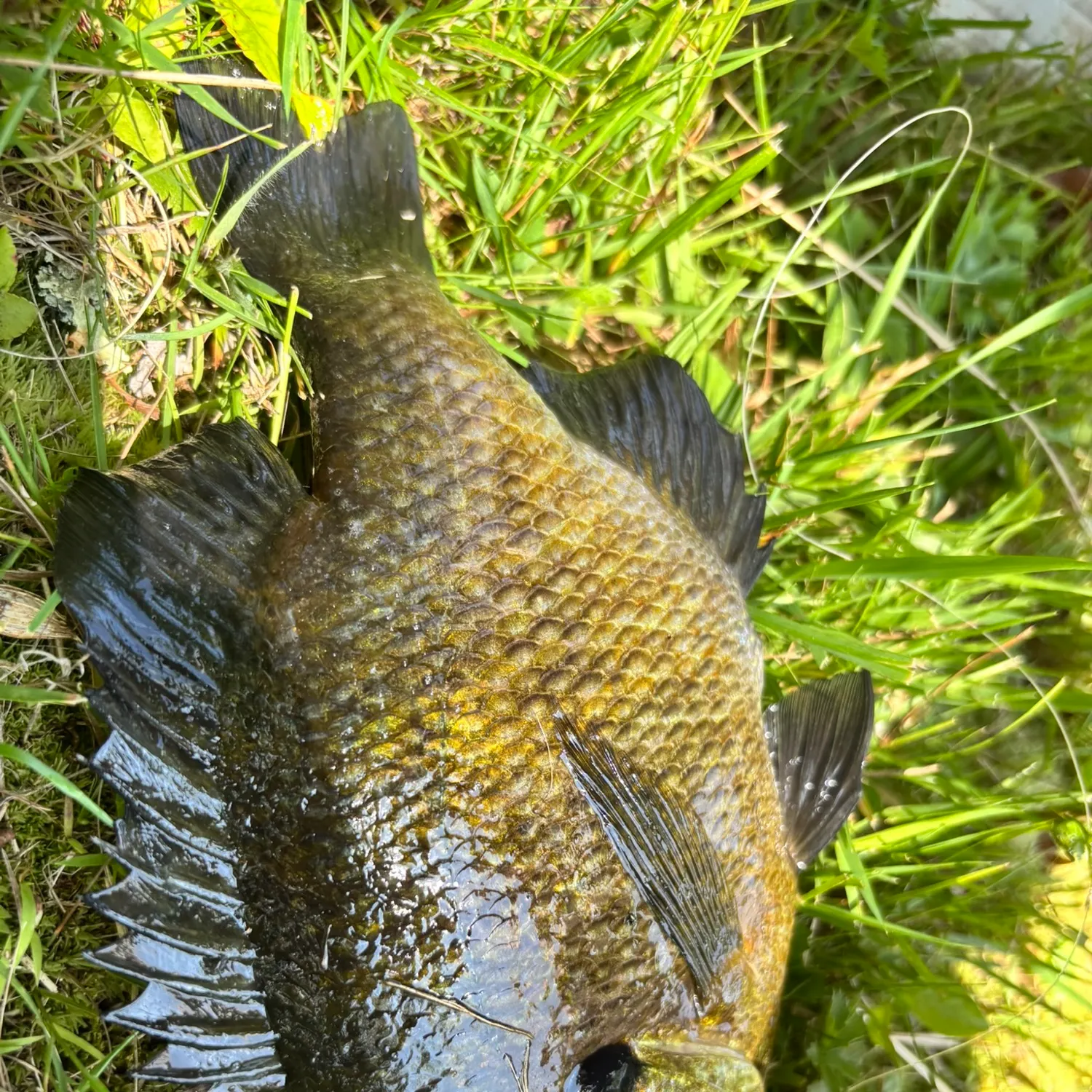 Bluegill caught on Fishbrain