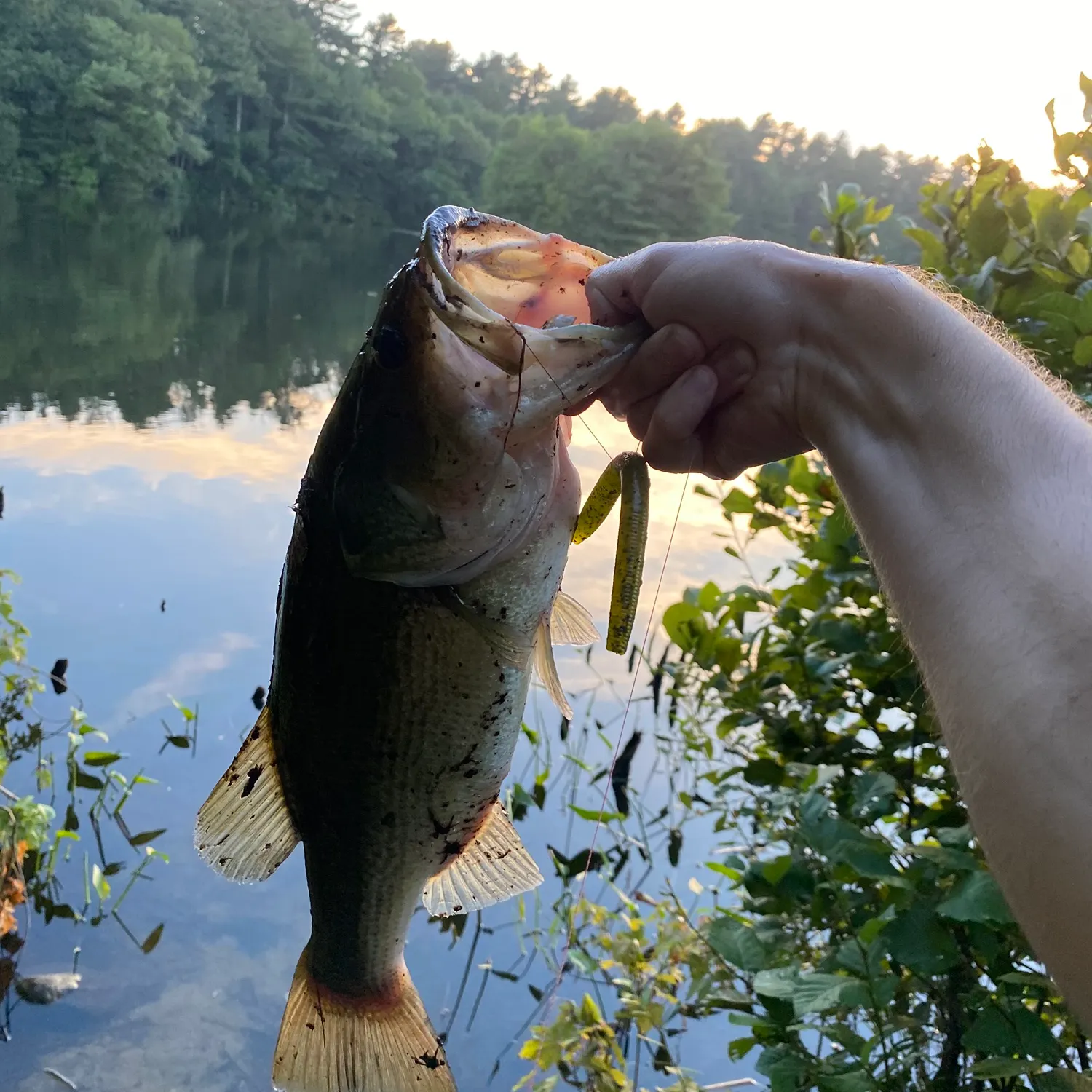 Largemouth bass caught on Fishbrain