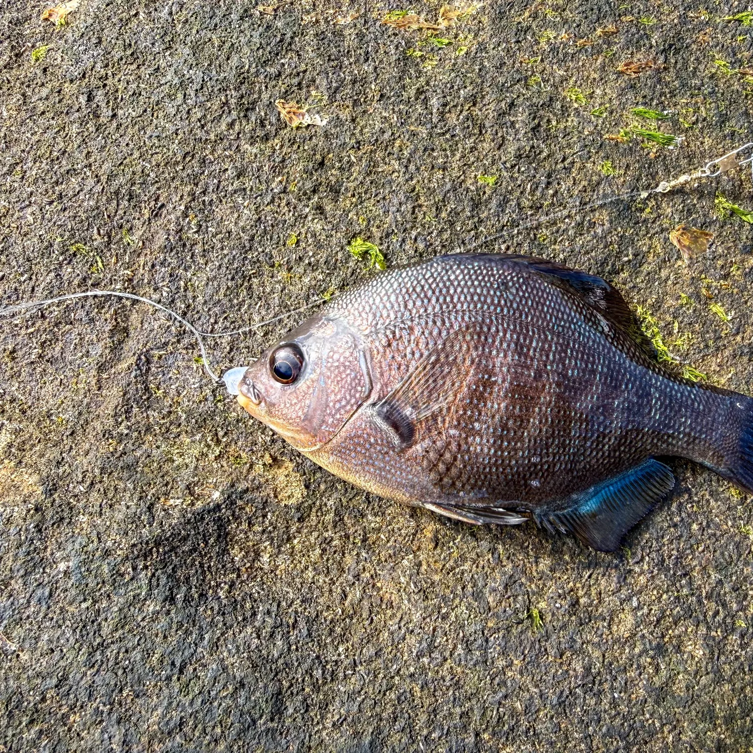 Fishing in Solana Beach, CA (United States) ➡️️️️ Find Spots, Species & Tips