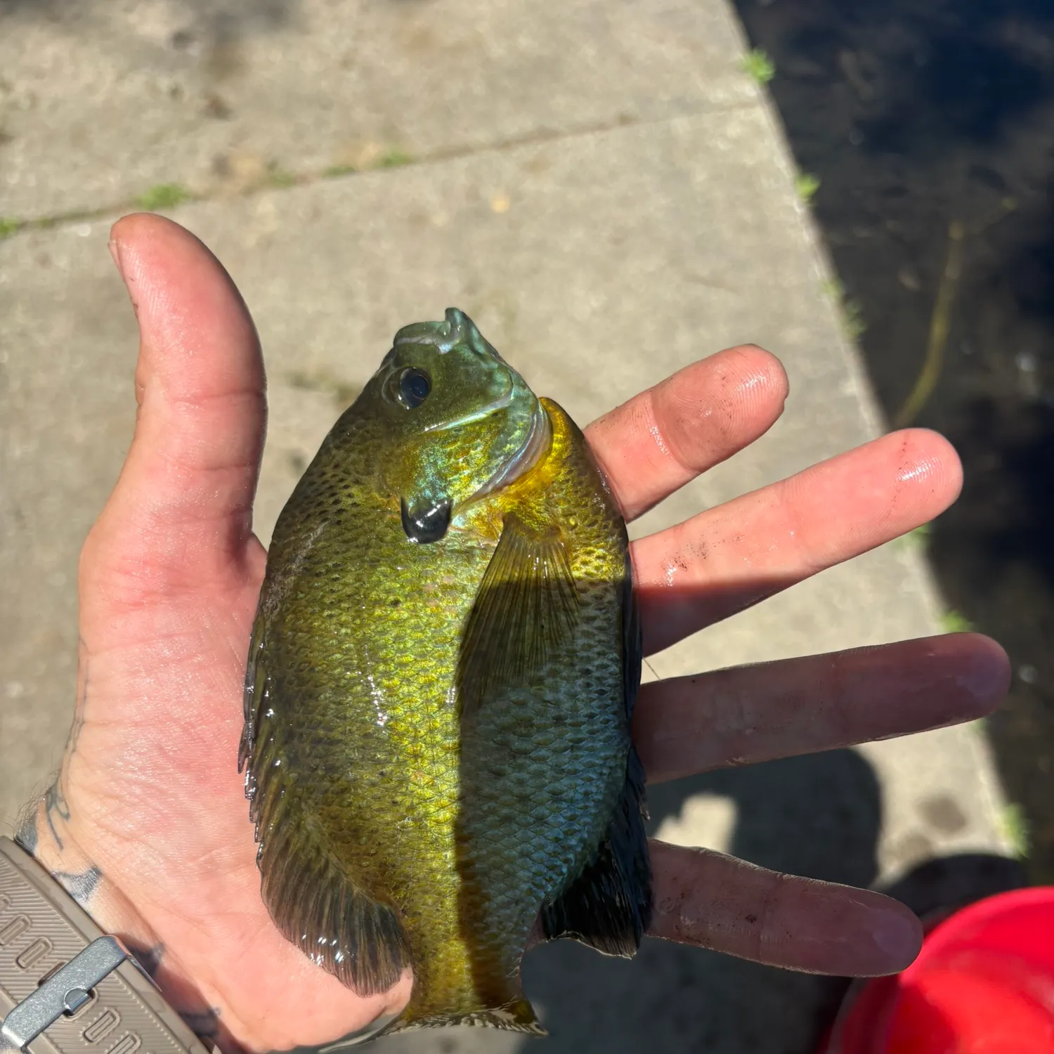 catch