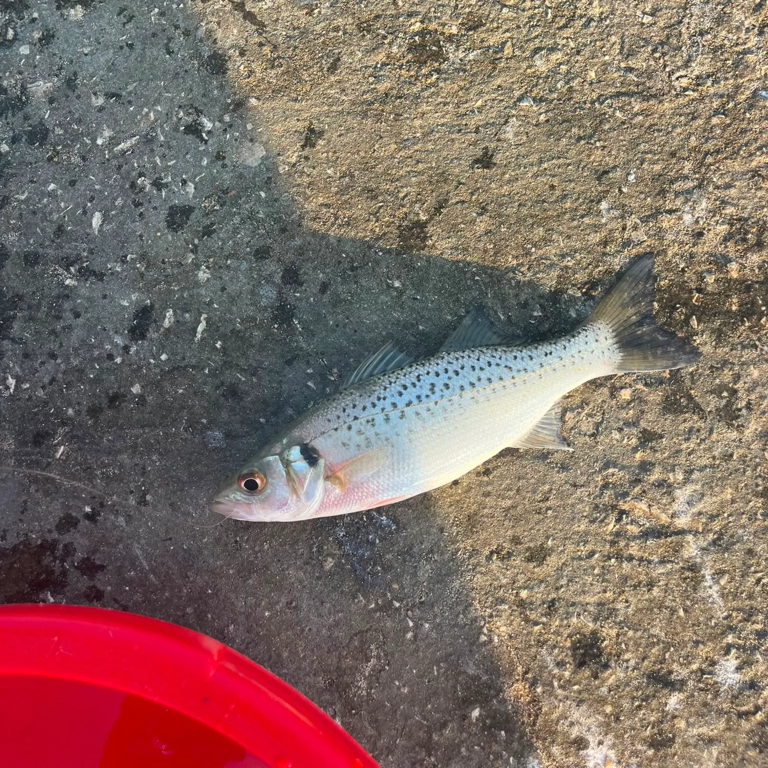 The most recent Spotted seabass catches on Fishbrain