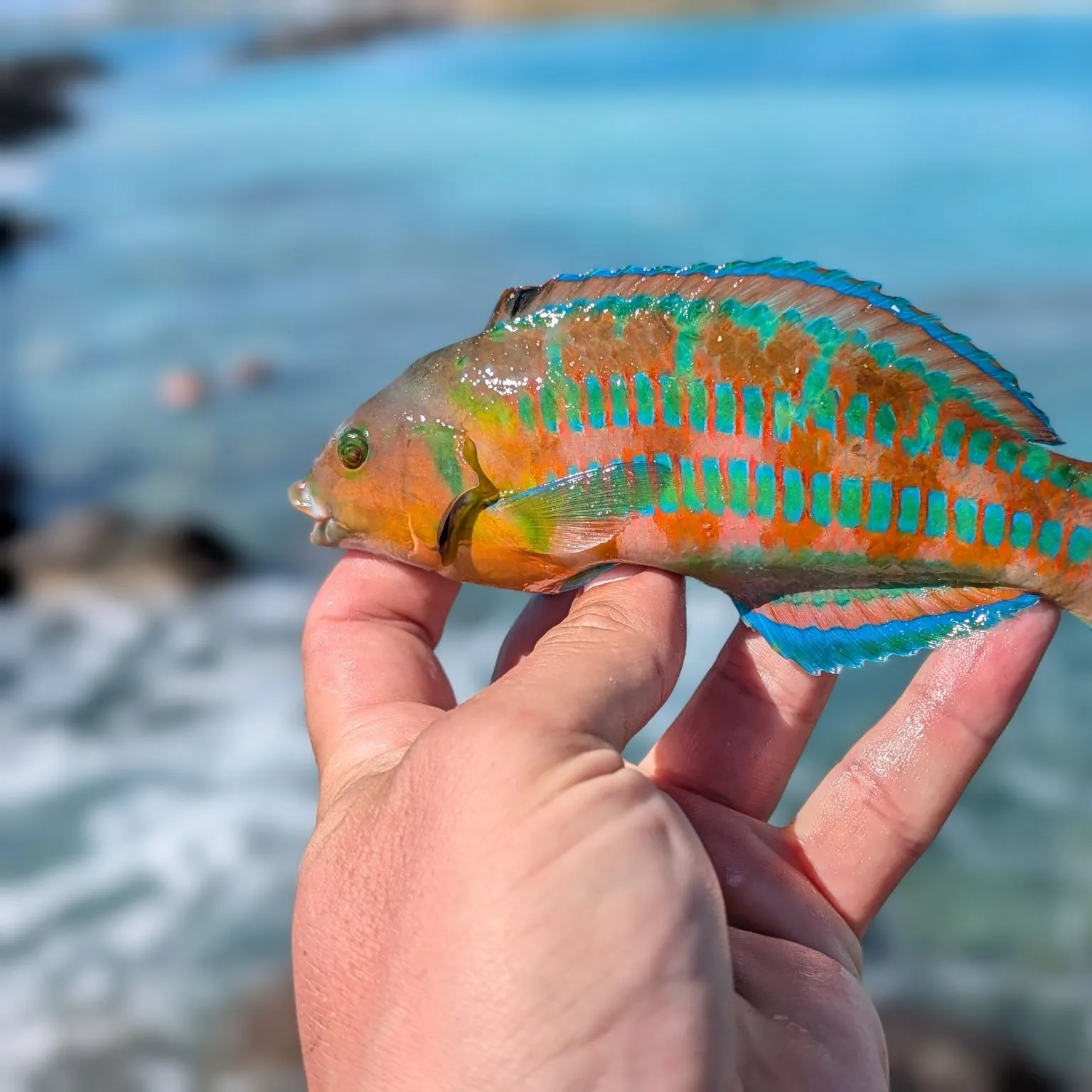The most recent Christmas wrasse catches on Fishbrain