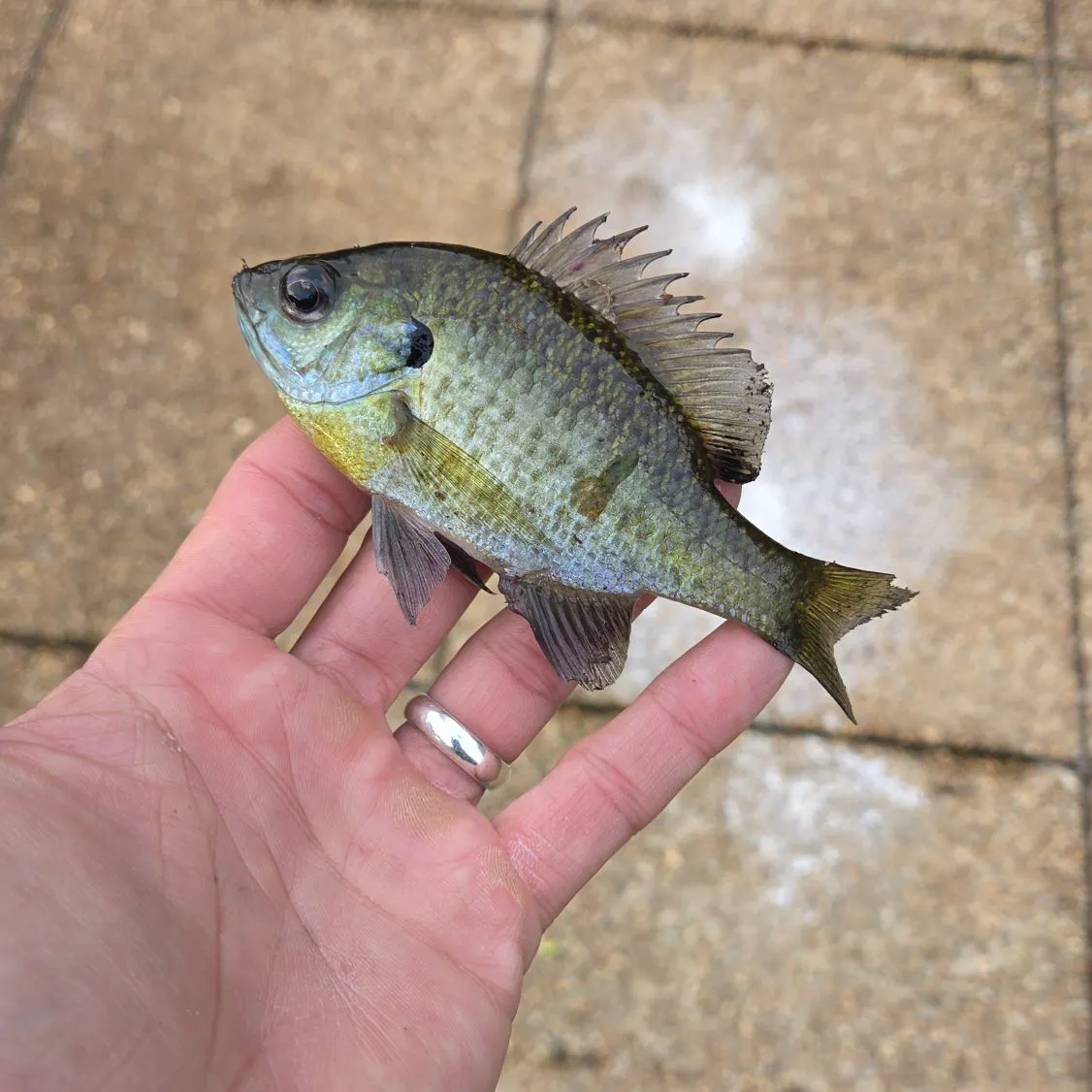 Bluegill caught on Fishbrain