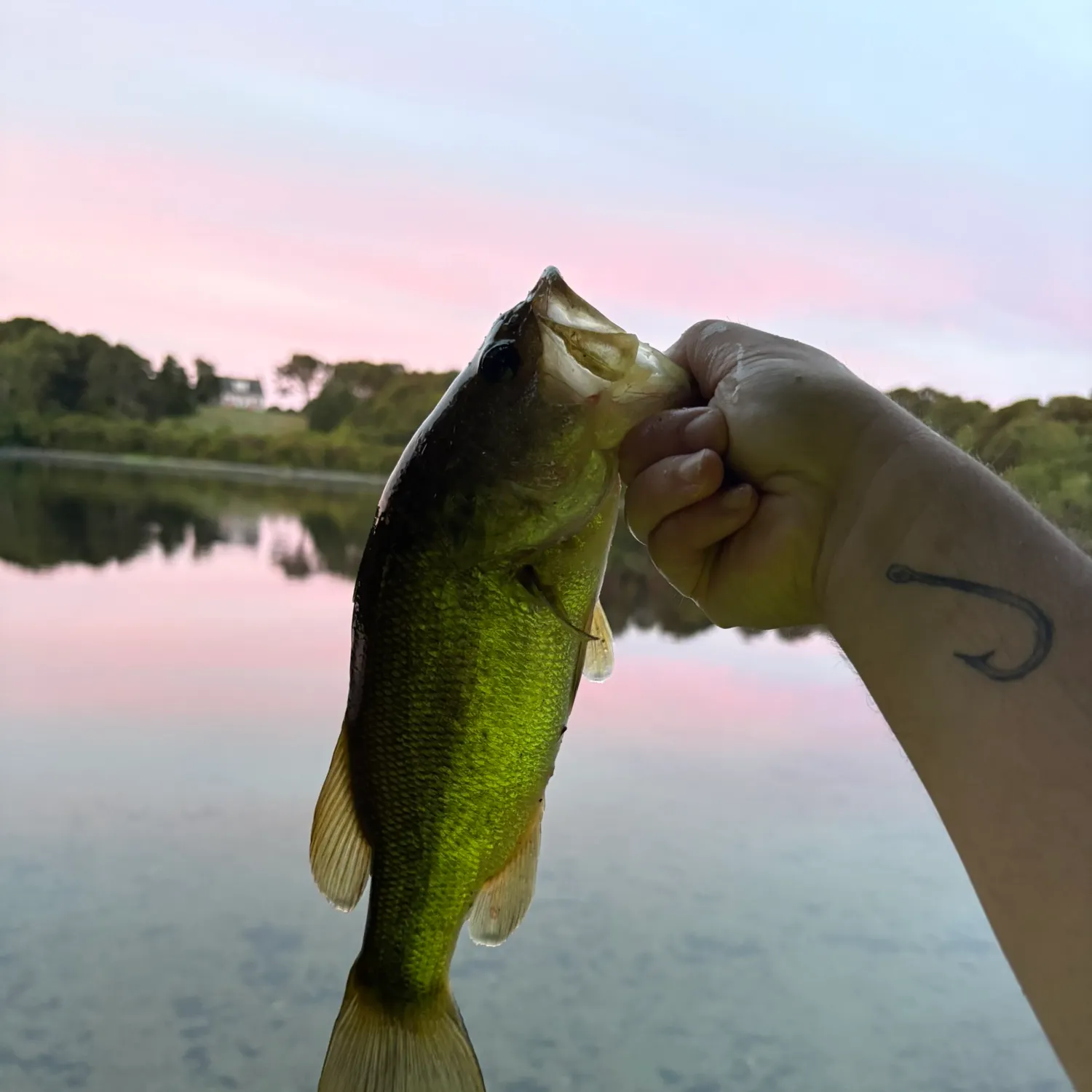 Largemouth bass caught on Fishbrain