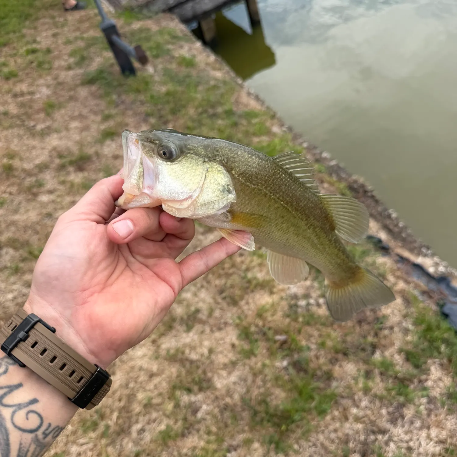 Largemouth bass caught on Fishbrain