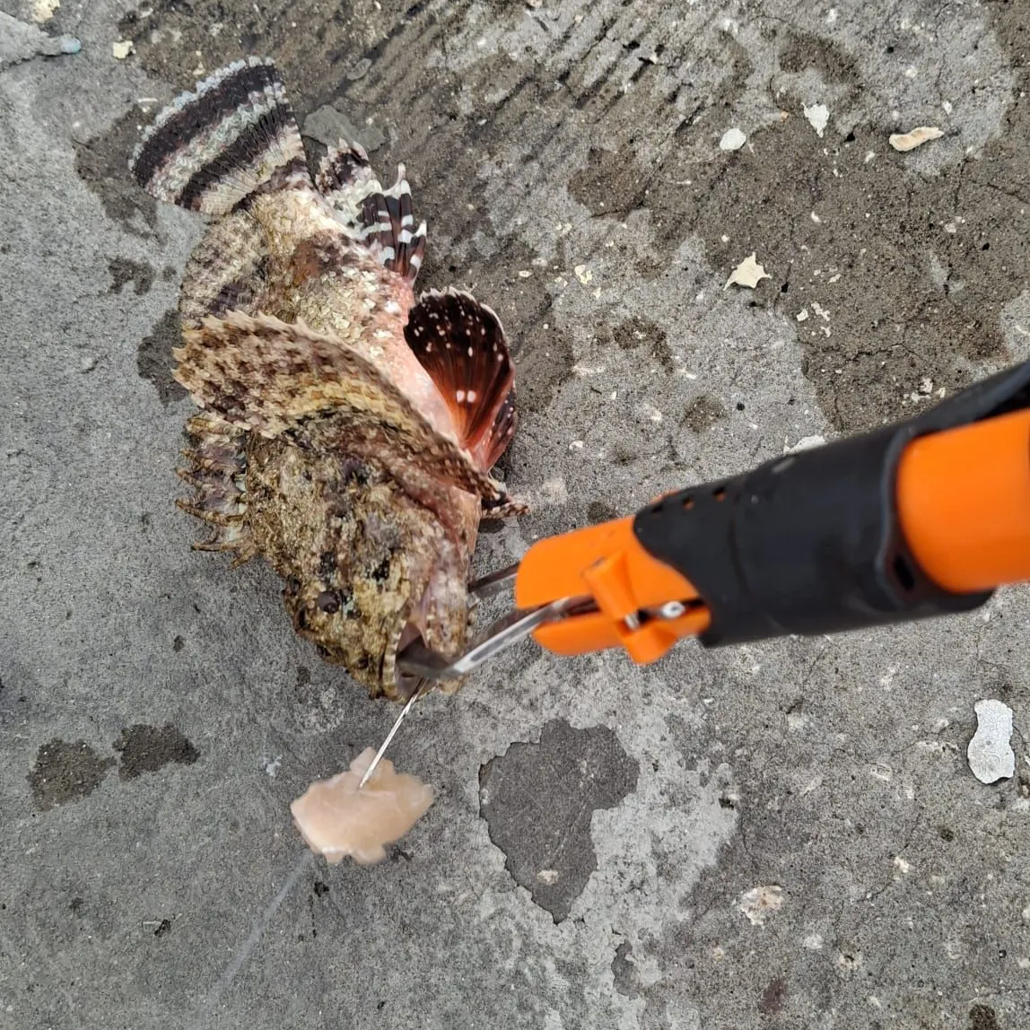 The most recent Spotted scorpionfish catches on Fishbrain