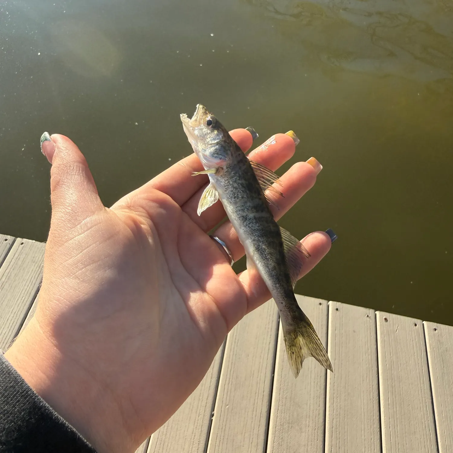 Fish caught on Fishbrain