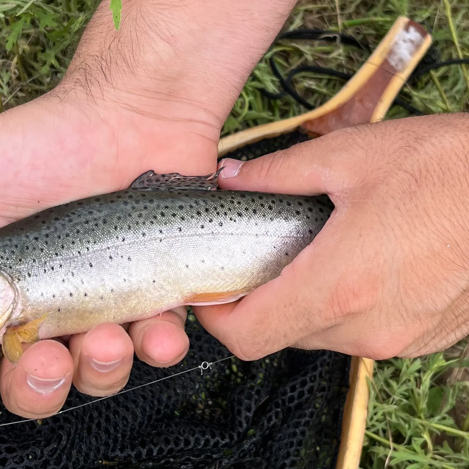 The most recent Apache x rainbow trout catches on Fishbrain