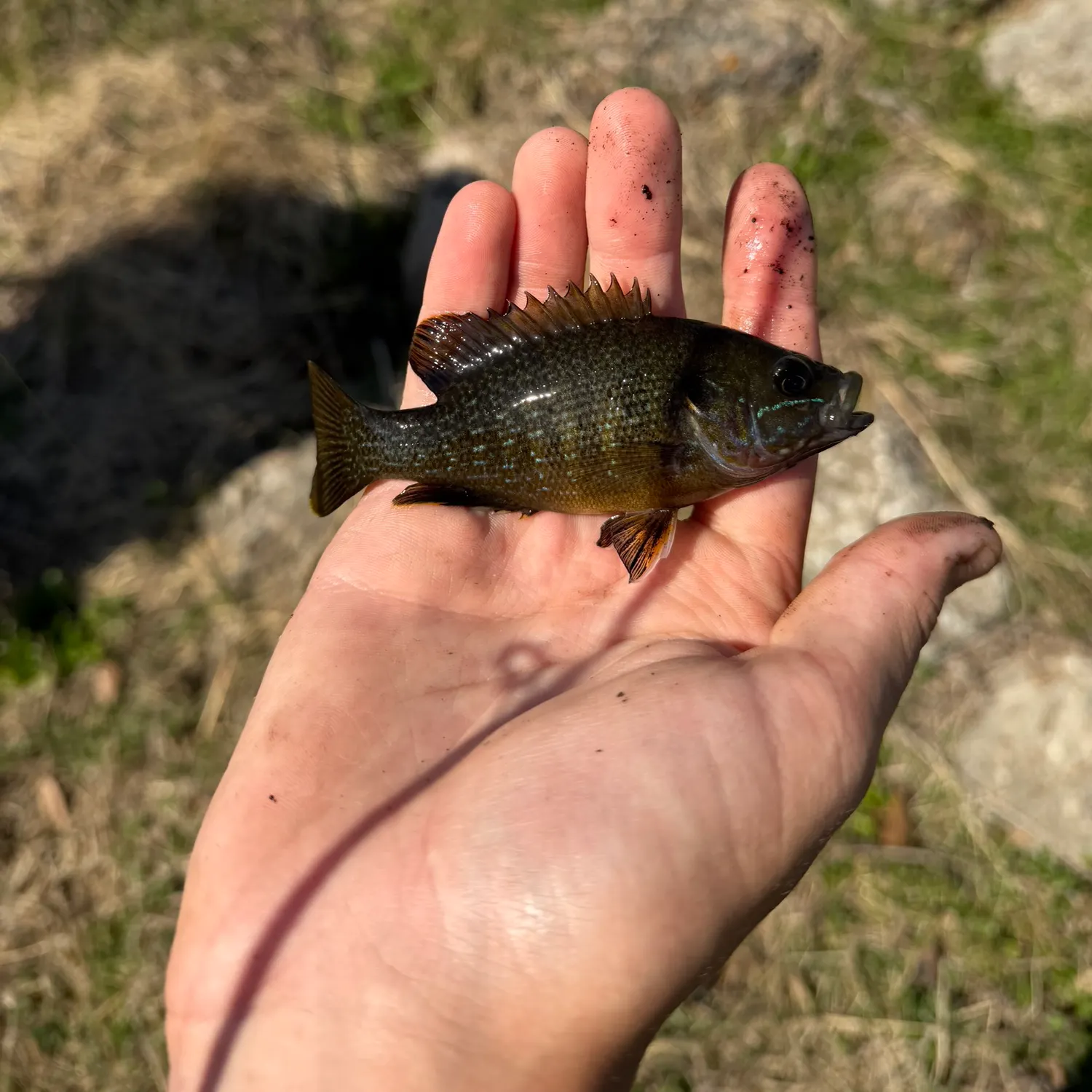The most recent Warmouth x green sunfish catches on Fishbrain