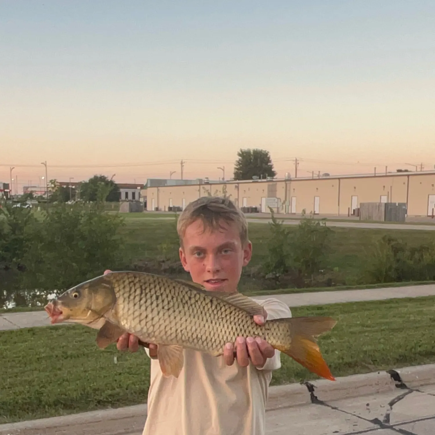 Common carp caught on Fishbrain