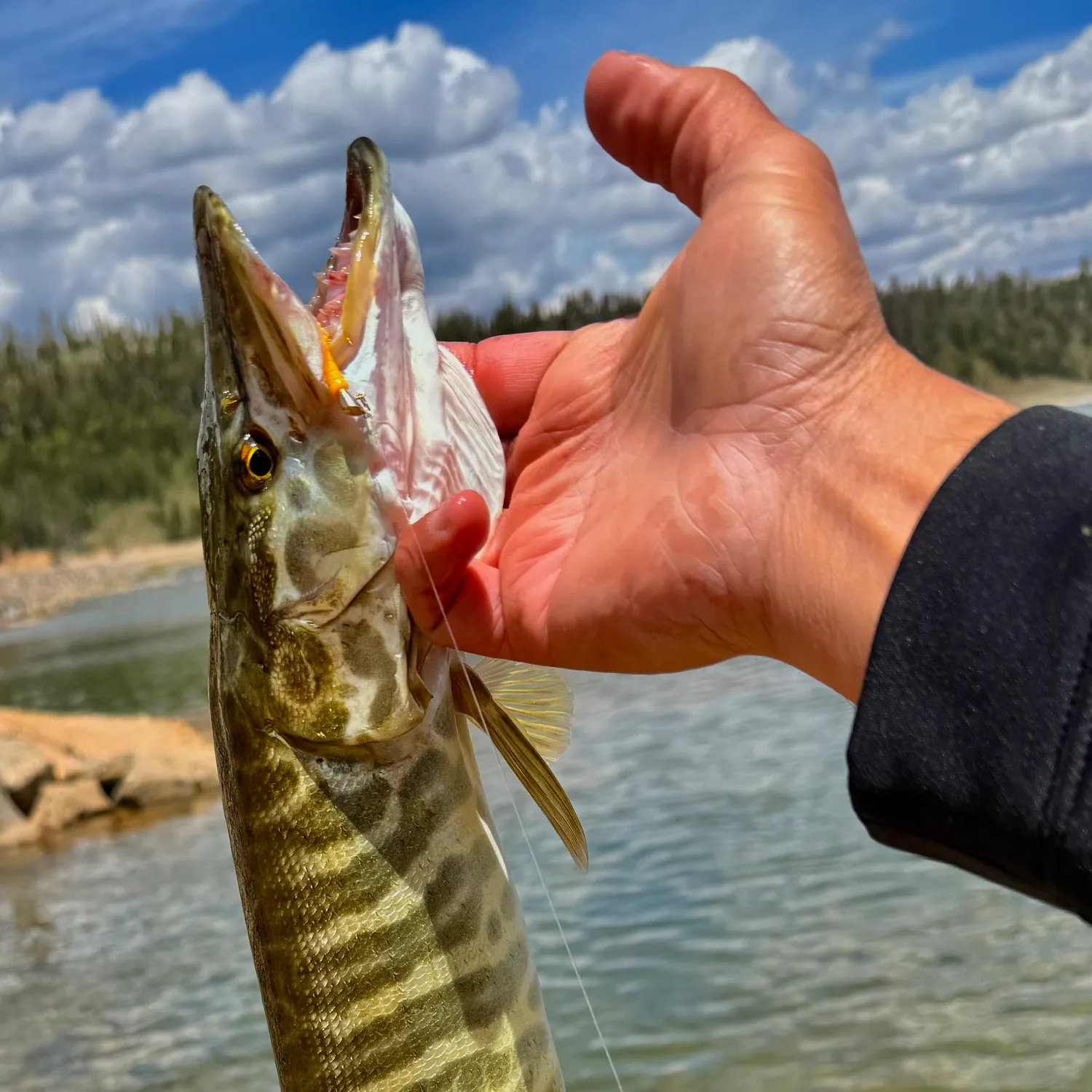 The most recent Tiger muskellunge catches on Fishbrain