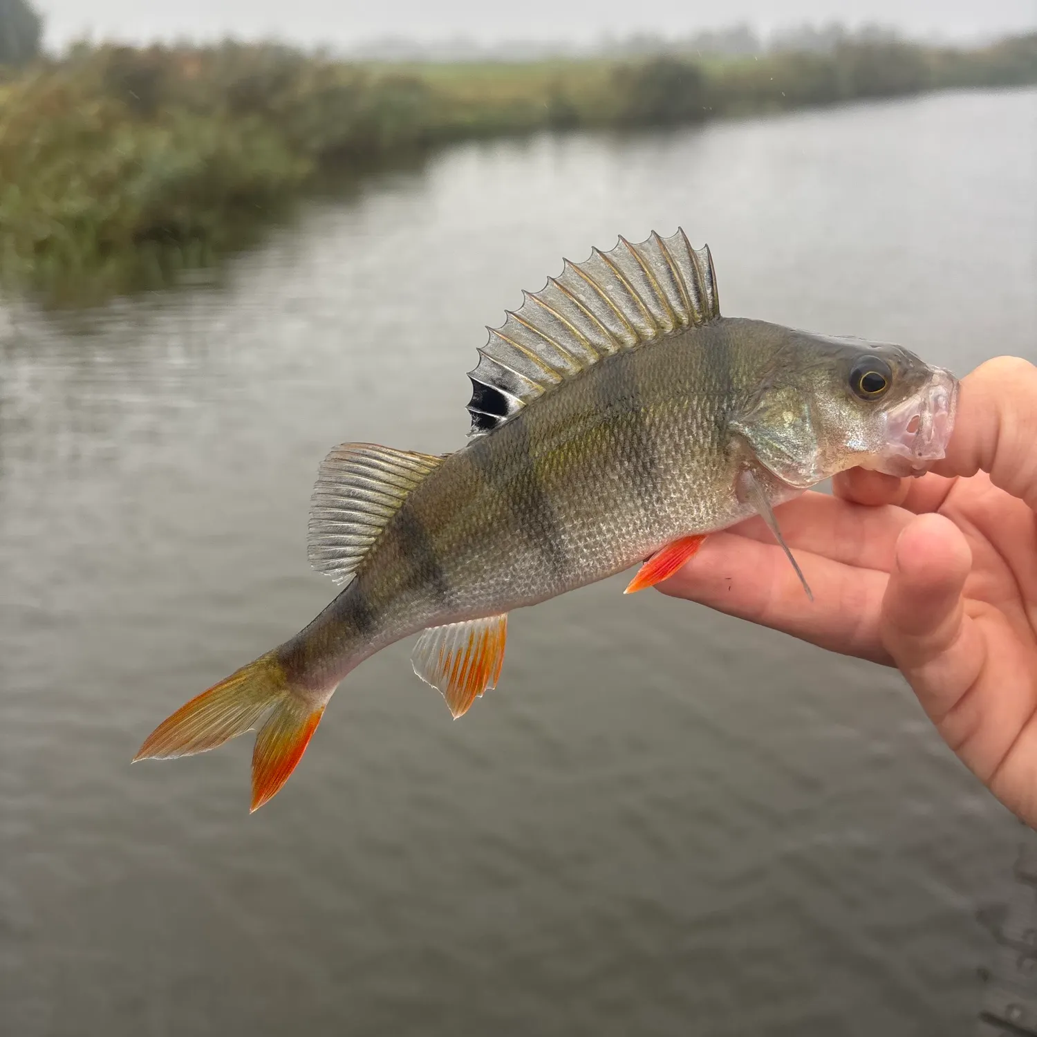 European perch caught on Fishbrain