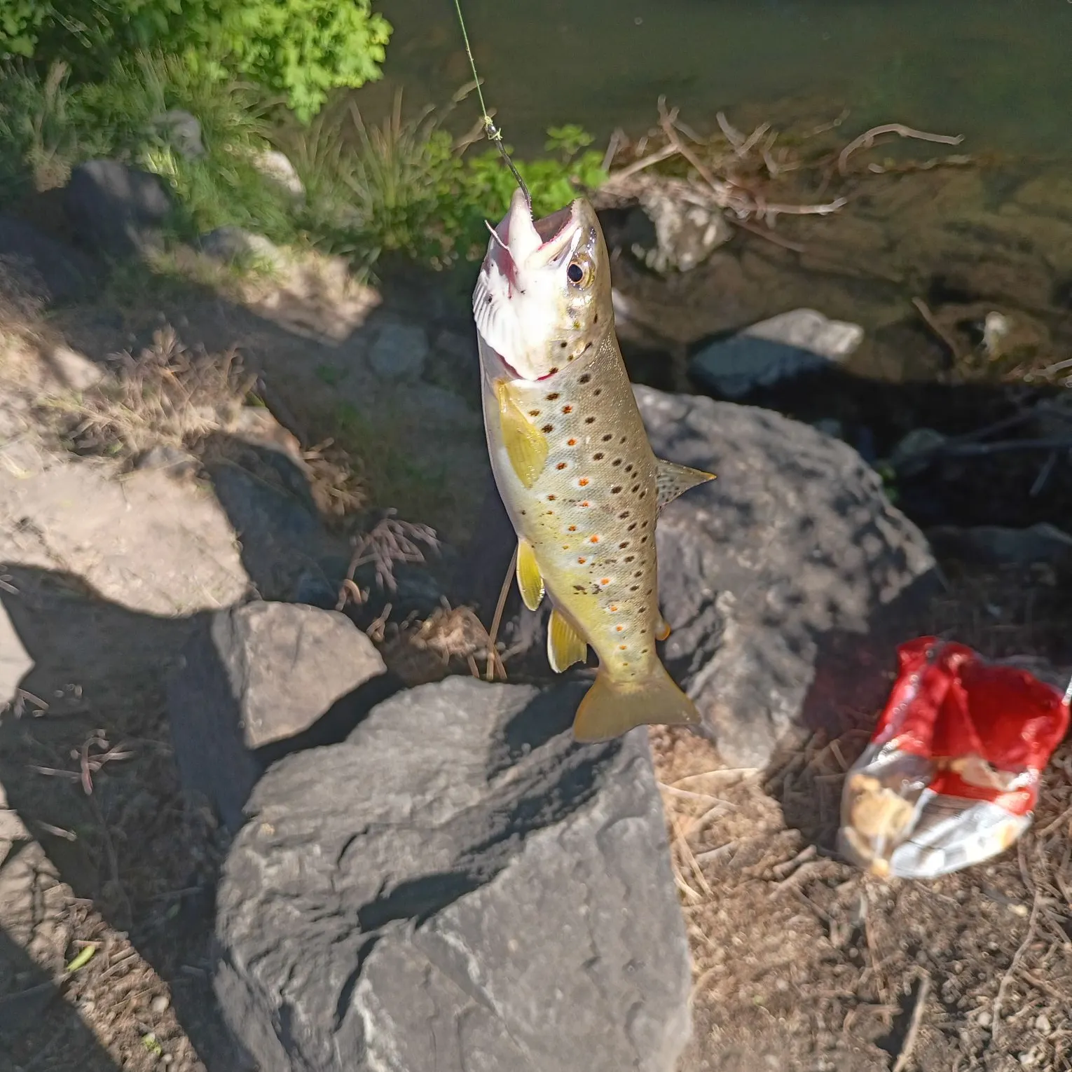catch