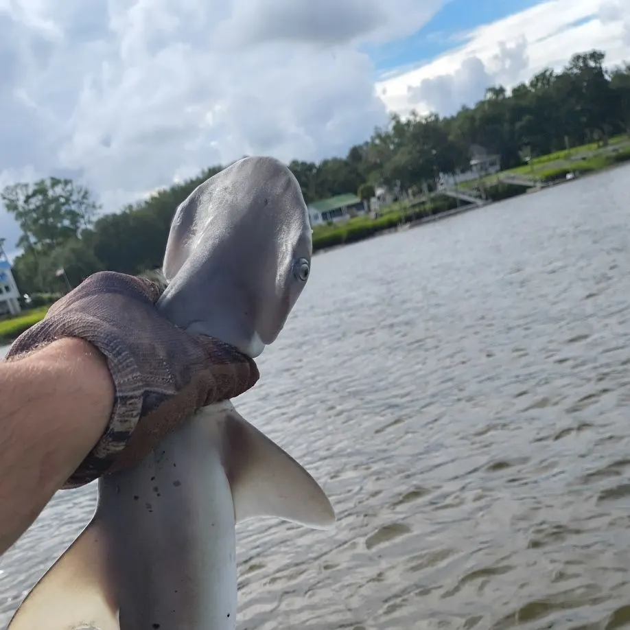 Bonnethead shark caught on Fishbrain