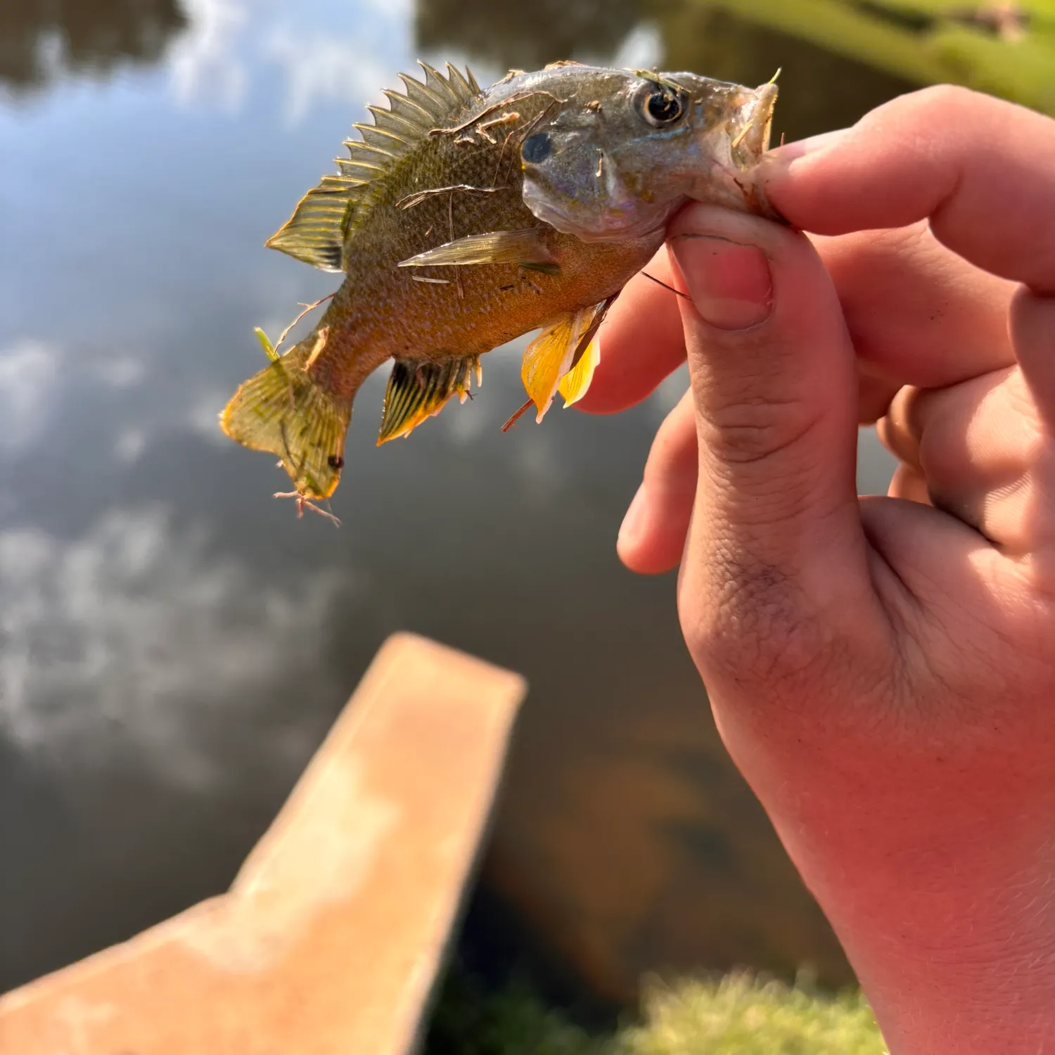 Green sunfish caught on Fishbrain
