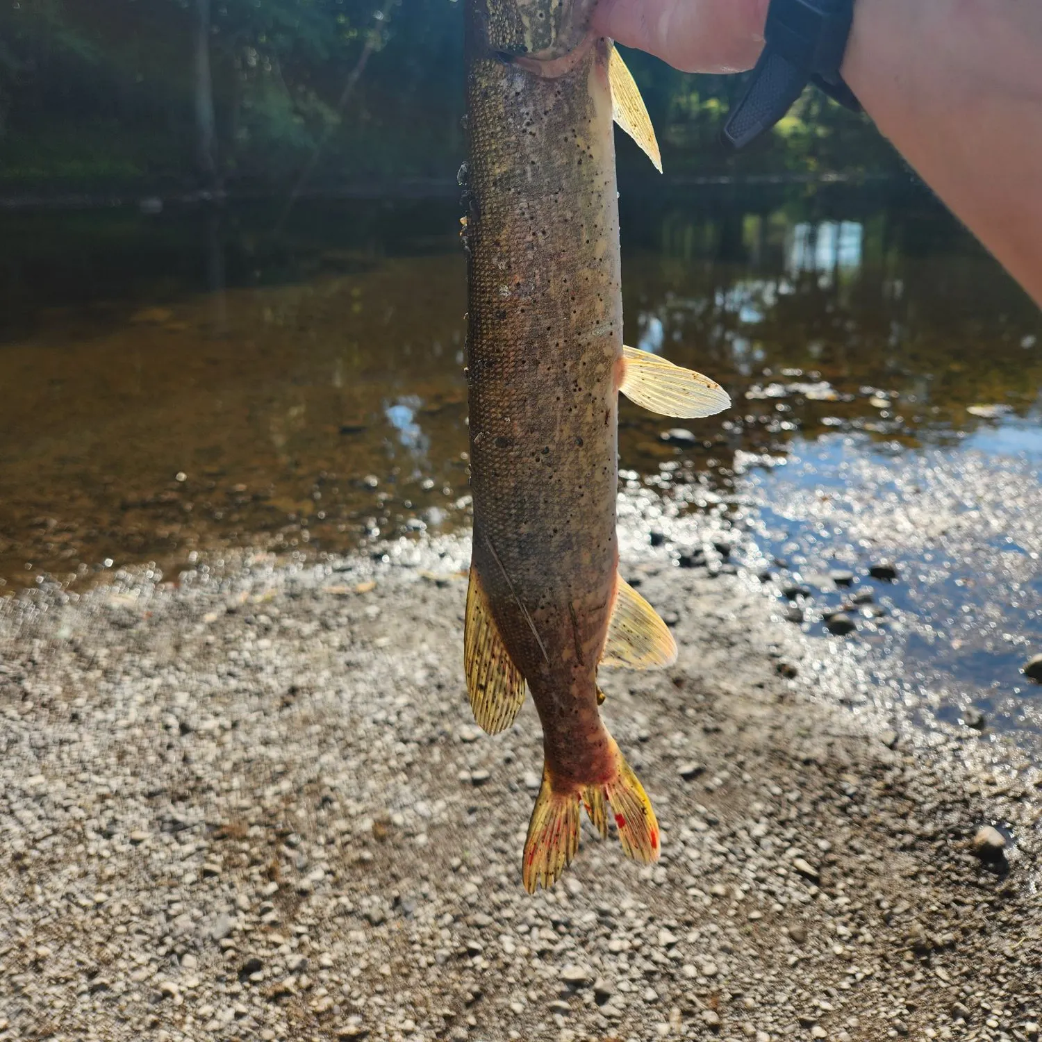 Northern pike caught on Fishbrain