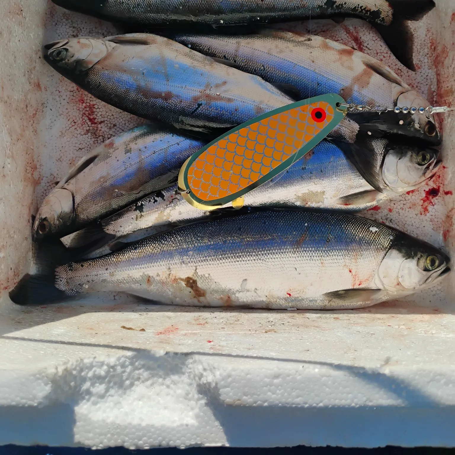 The most recent Kokanee salmon catches on Fishbrain