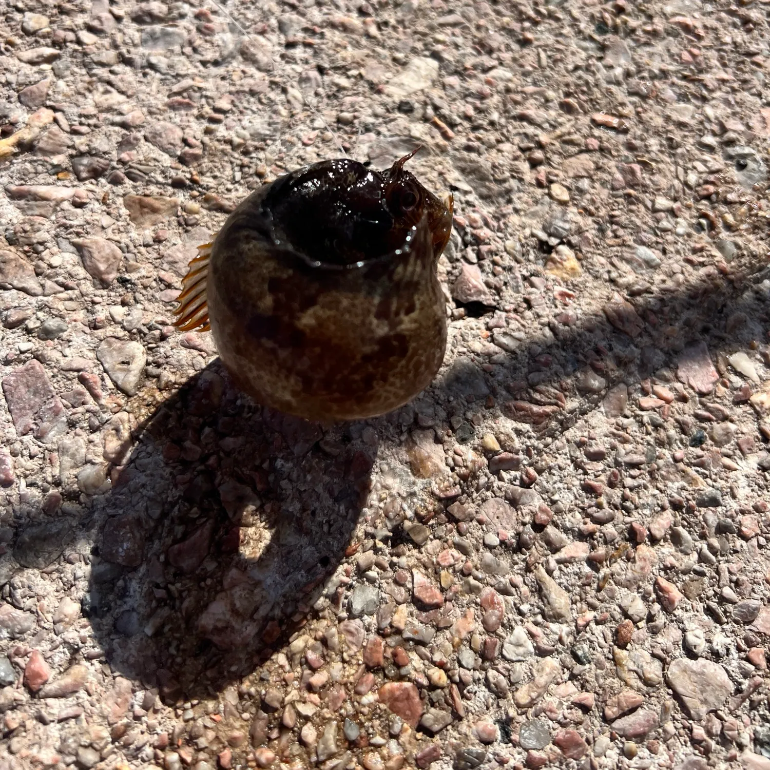 Shorthorn sculpin caught on Fishbrain