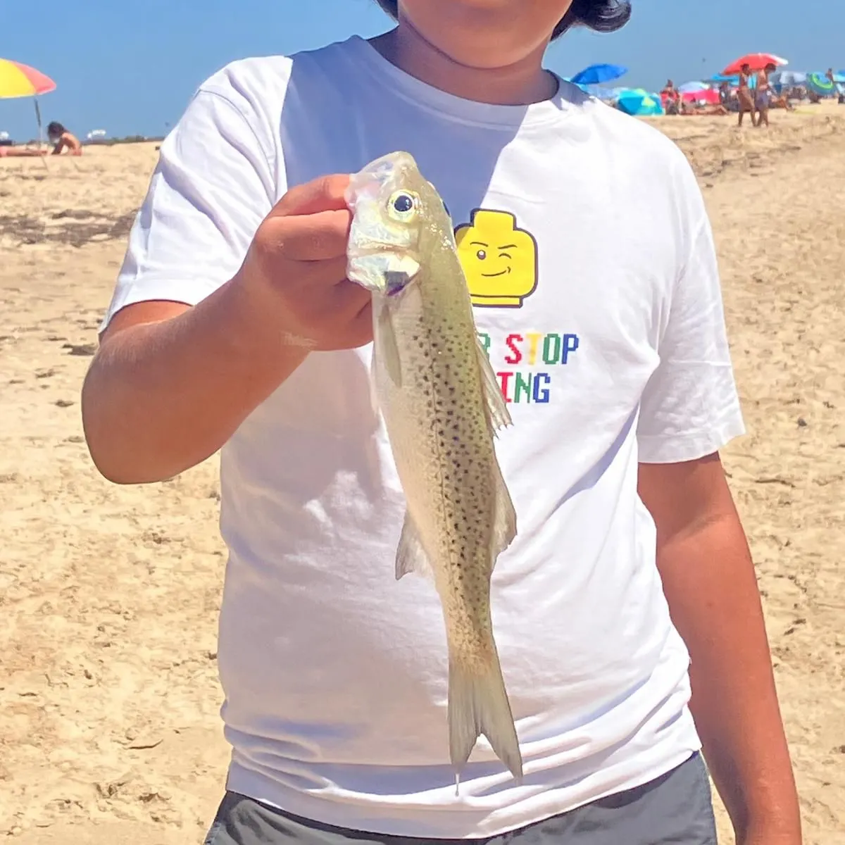 The most recent Spotted seabass catches on Fishbrain