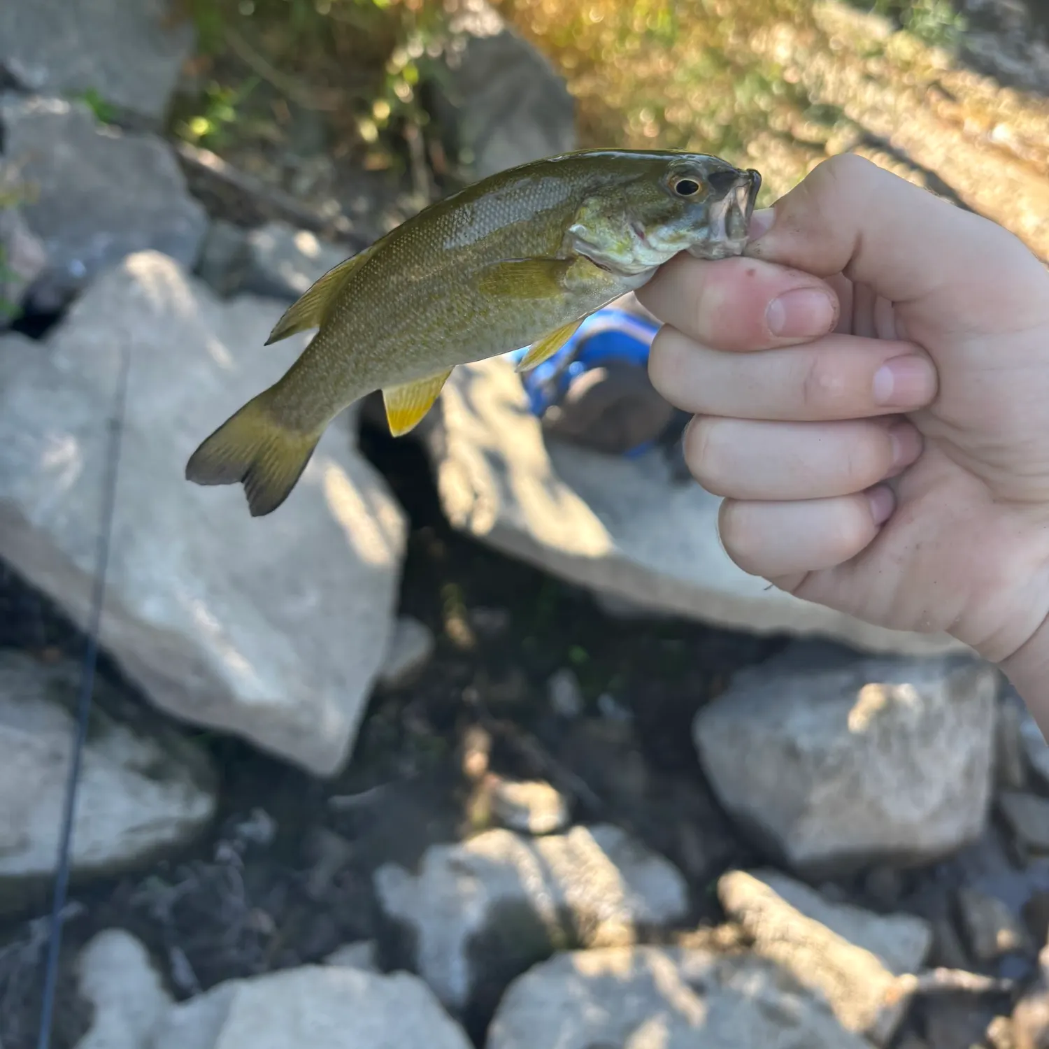 Smallmouth bass caught on Fishbrain