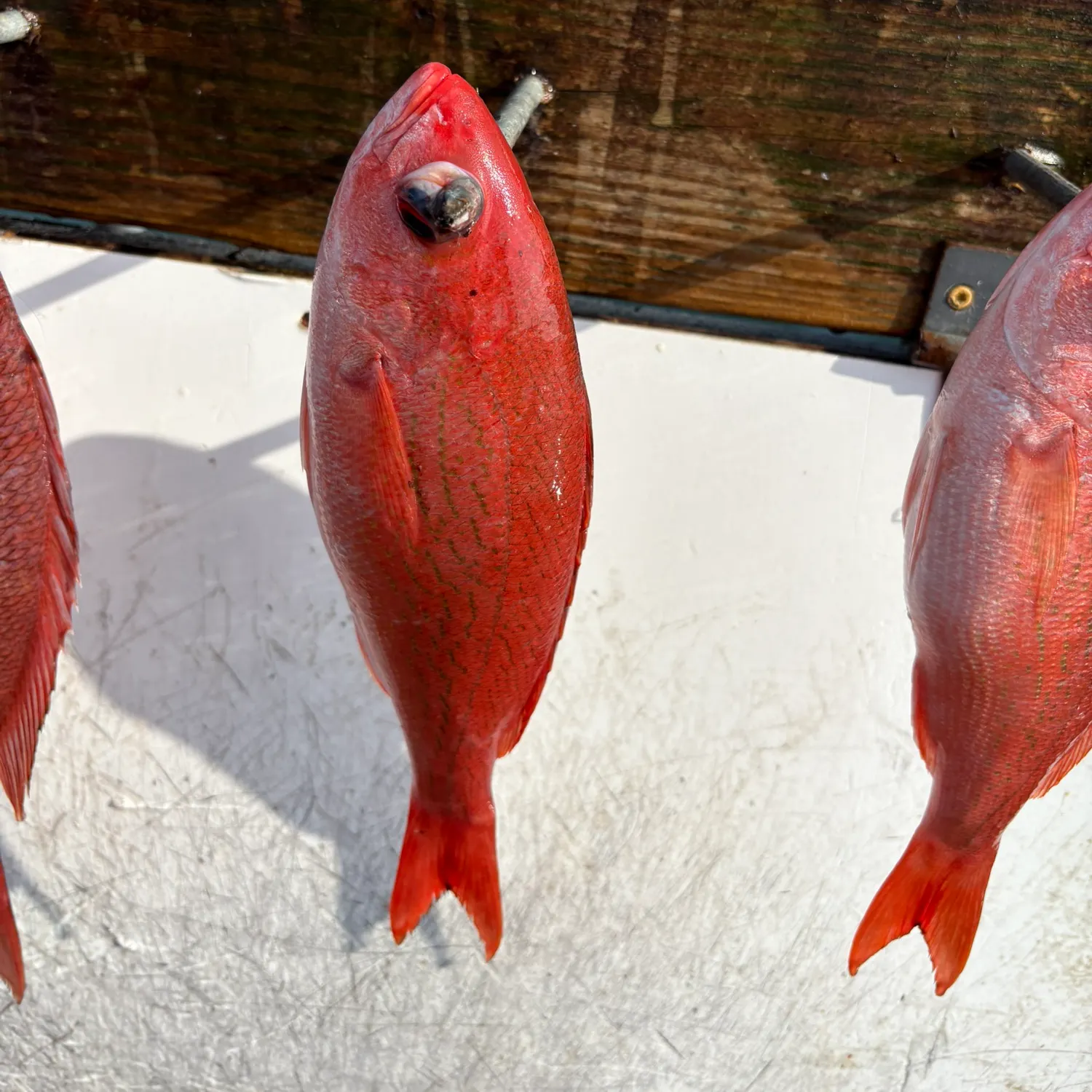 The most recent Vermilion snapper catches on Fishbrain