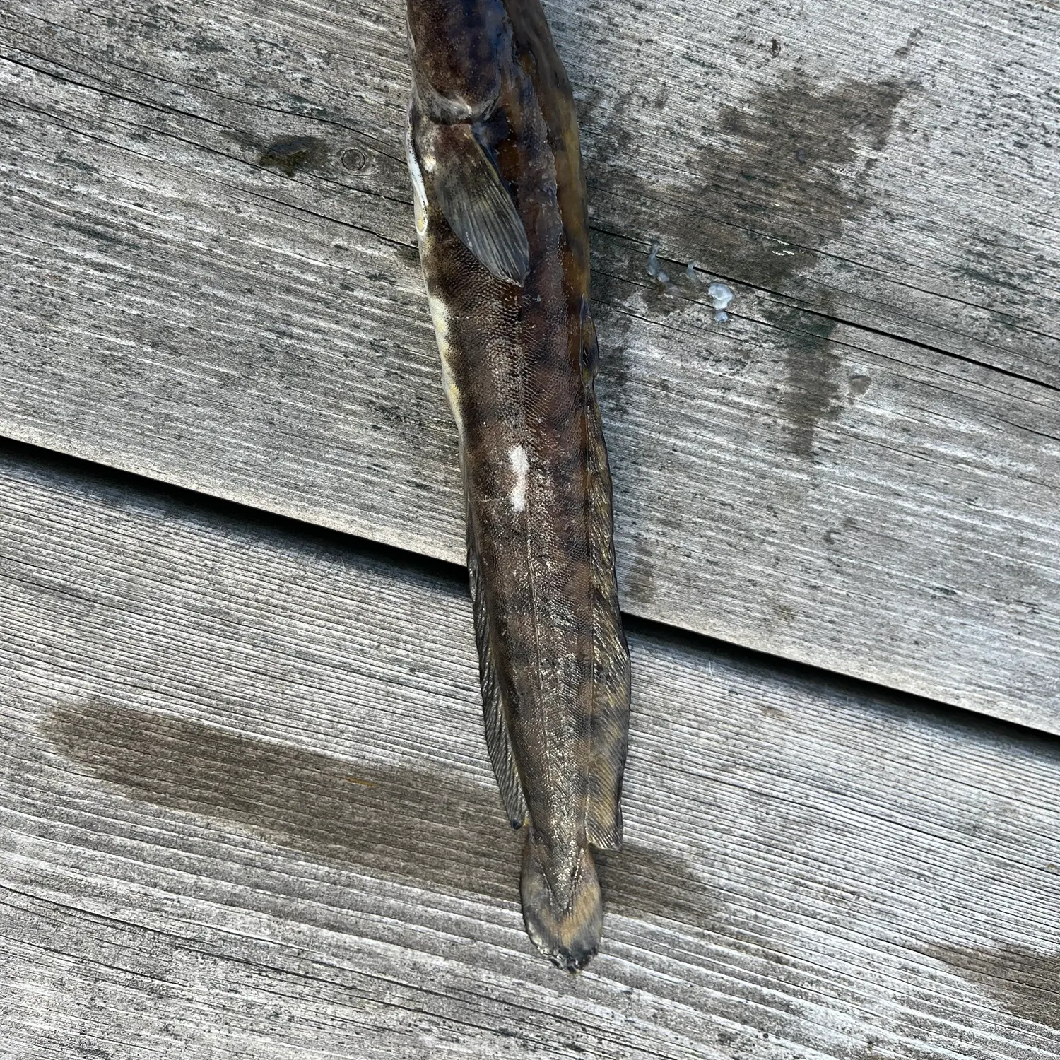 The most recent Burbot catches on Fishbrain
