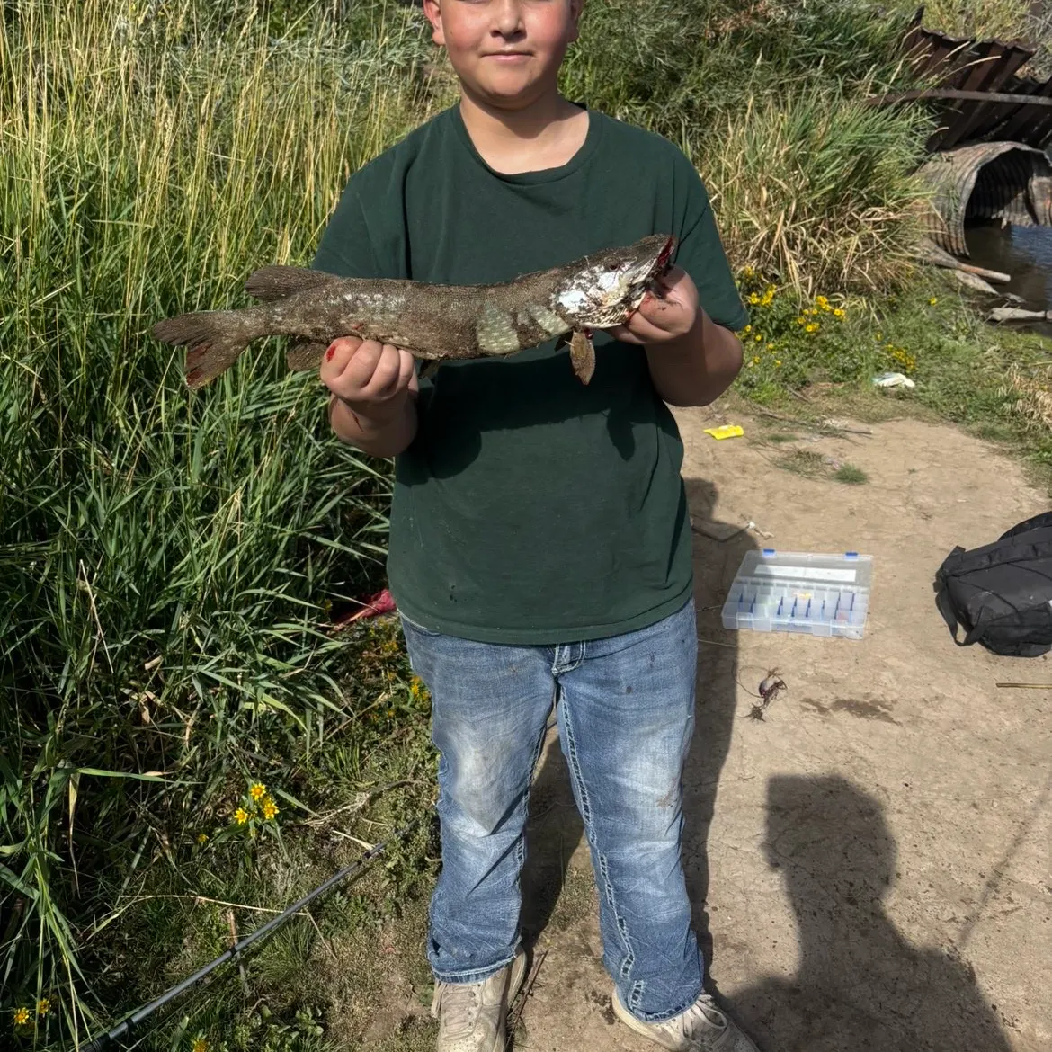 Northern pike caught on Fishbrain